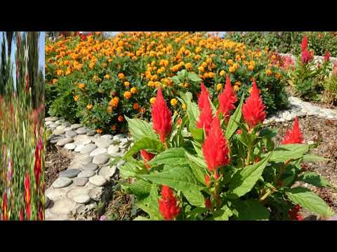 ფოტოკოლაჟი-ბათუმის ბოტანიკური ბაღი  Batumi Botanical Garden    Батумский ботанический сад    09.2017